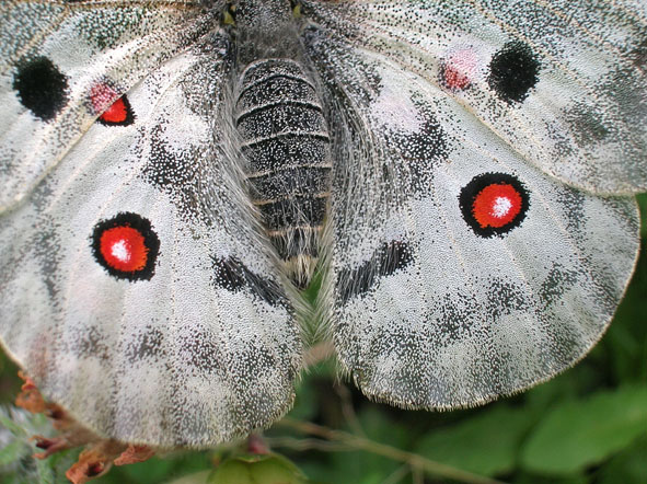 Parnassius apollo